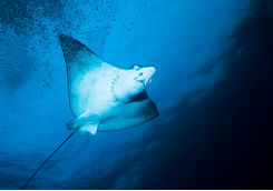 spotted eagle ray
