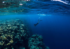 freediving maldives