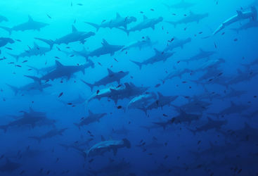 hammerheads galapagos