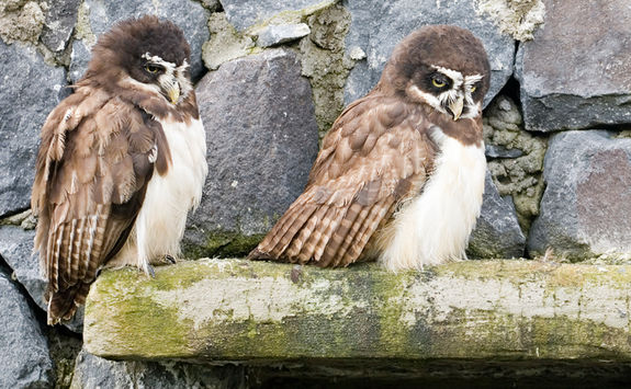 quito spectacled owls parque condor