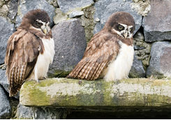 quito spectacled owls parque condor