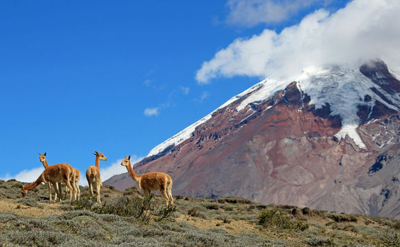 chimorazo volcano with vicunas ecuador