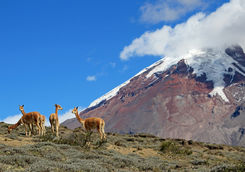 chimorazo volcano with vicunas ecuador