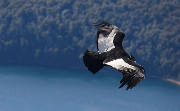 andean condor flying ecuador