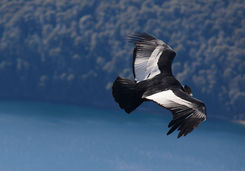andean condor flying ecuador