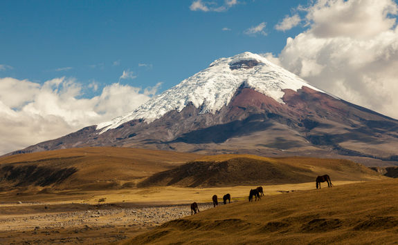 cotopaxi volcano with wild horses
