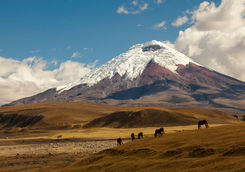cotopaxi volcano with wild horses