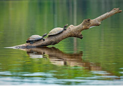 amazon river turtles ecuador