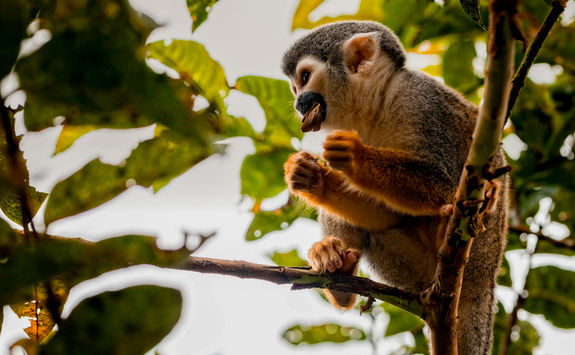 squirrel monkey in tree ecuador