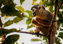 squirrel monkey in tree ecuador