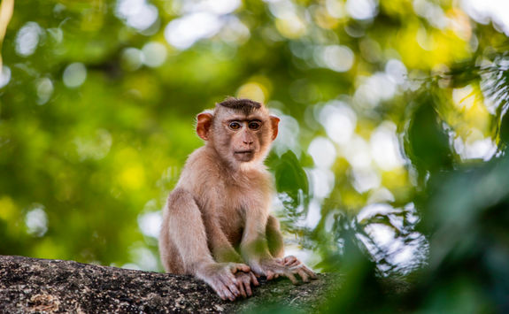 baby macaque monkey ecuador