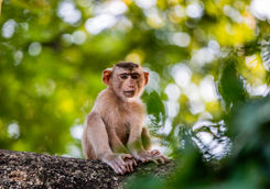 baby macaque monkey ecuador
