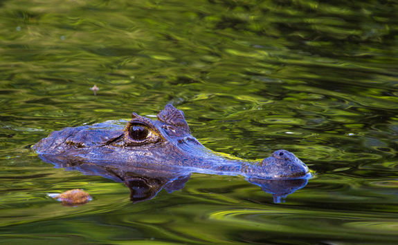 caiman in water ecuador