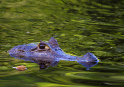 caiman in water ecuador
