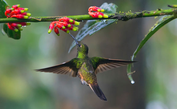hummingbird and flowers ecuador