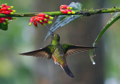 hummingbird and flowers ecuador