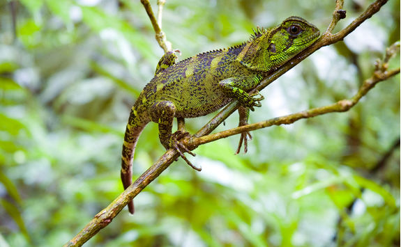 amazon forest dragon on branch