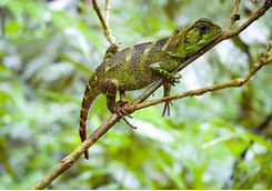 amazon forest dragon on branch