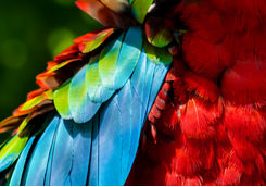 macaw parrot rainforest ecuador