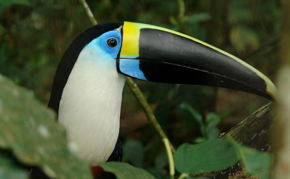 tucan in ecuadorian rainforest