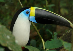 tucan in ecuadorian rainforest