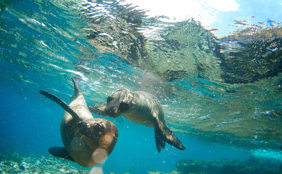 sea lions under water isla lobos