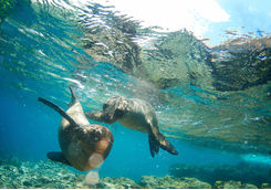 sea lions under water isla lobos
