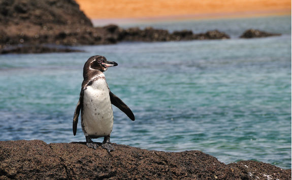 galapagos penguin on land