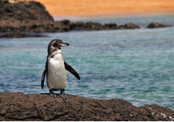 galapagos penguin on land