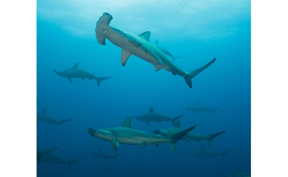 hammerhead sharks galapagos