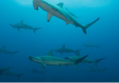 hammerhead sharks galapagos