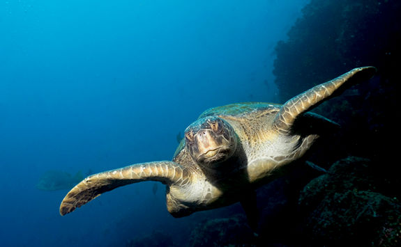 green sea turtle wolf island