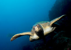 green sea turtle wolf island