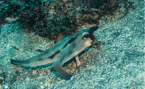 red lipped batfish galapagos