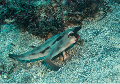 red lipped batfish galapagos