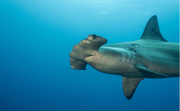 scalloped hammerhead shark galapagos