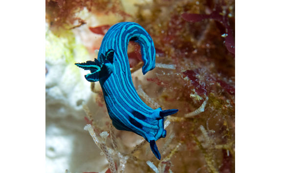 tiger nudibranch galapagos
