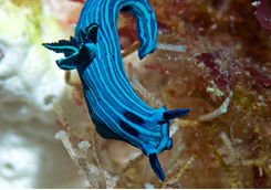 tiger nudibranch galapagos