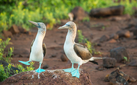 blue footed boobies galapagos