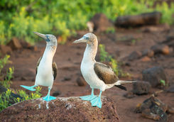 blue footed boobies galapagos