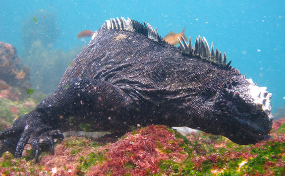 marine iguana on ocean bed
