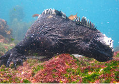 marine iguana on ocean bed