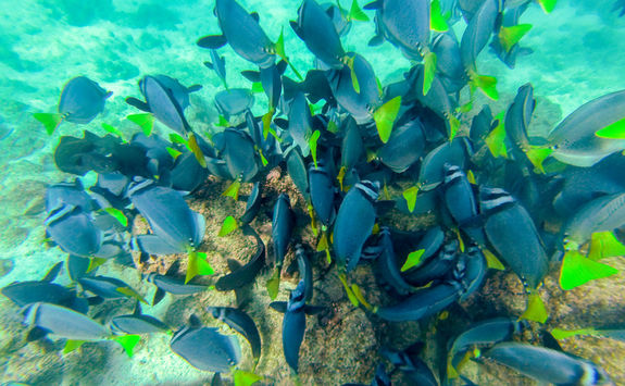 shoal of snapper fish galapagos