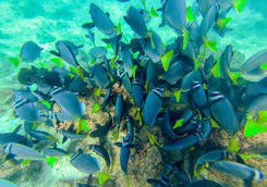 shoal of snapper fish galapagos