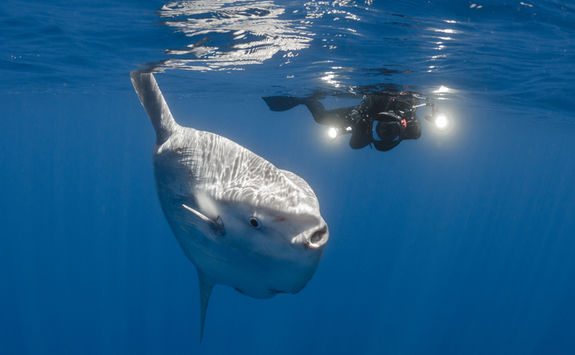 sunfish and diver galapagos