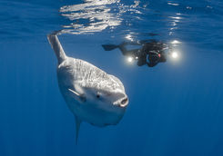 sunfish and diver galapagos