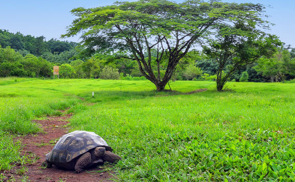 giant galapagos tortoise and surroundings