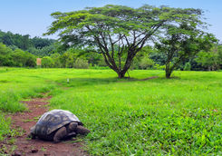 giant galapagos tortoise and surroundings