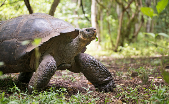 giant galapagos tortoise walking and eating