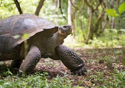 giant galapagos tortoise walking and eating